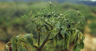 infected tomato plant