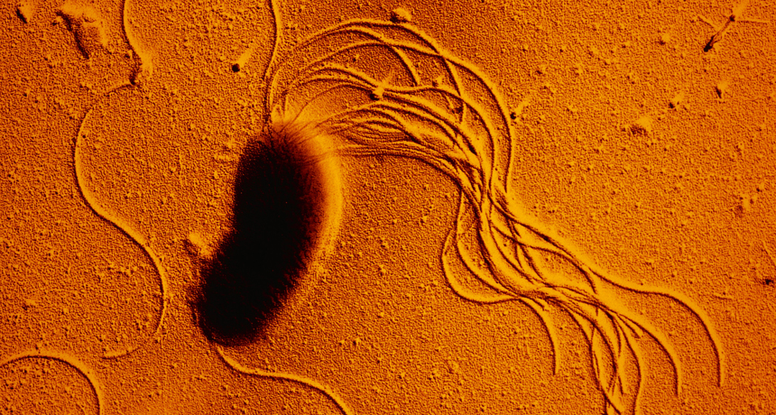 Pseudomonas fluorescens