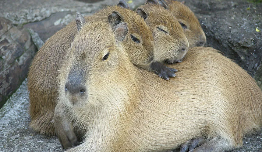 capybaraです。 081216_WT_capybaras_free.jpg