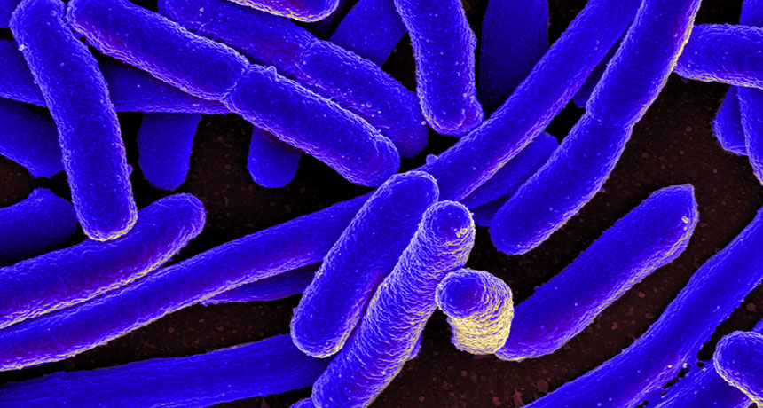 E. coli