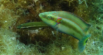 oscillated wrasse
