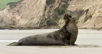 Northern elephant seals