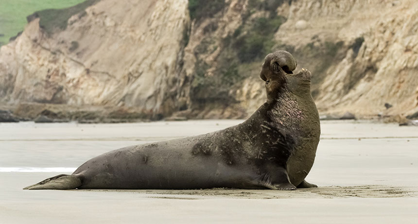 Northern elephant seals