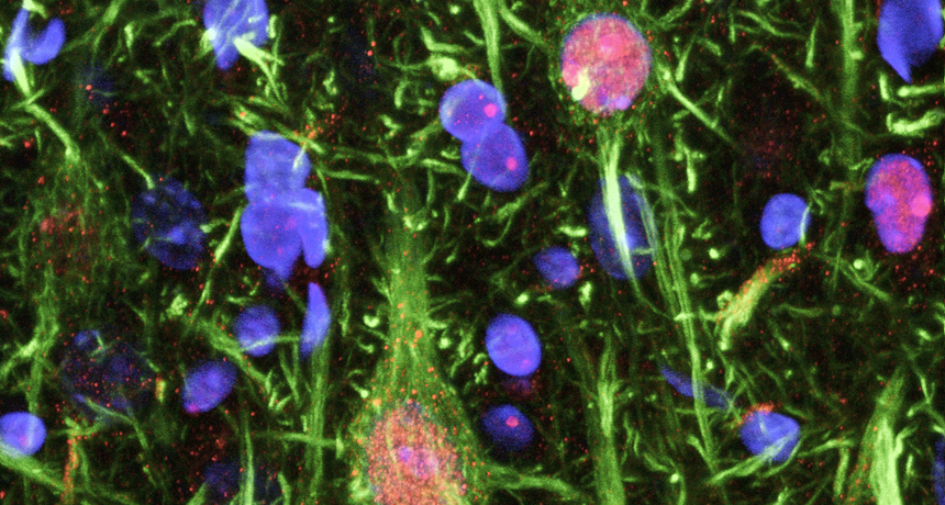 orexin in nerve cells