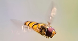 hoverfly