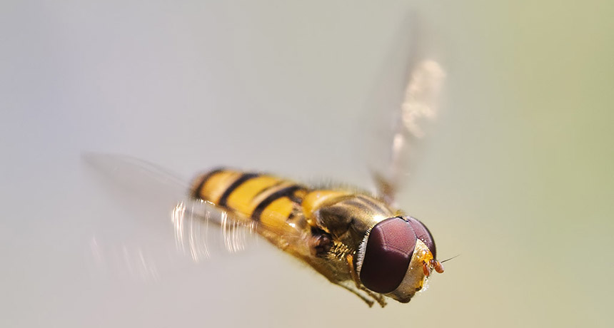 hoverfly