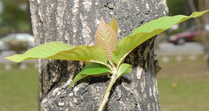 Camptotheca acuminate