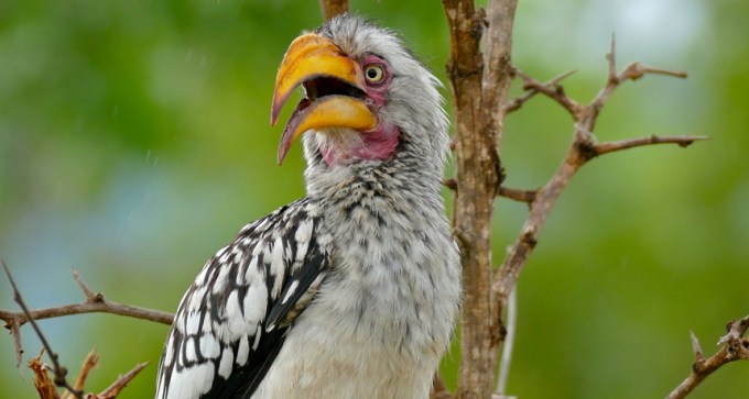 birdsouthern yellow-billed hornbill