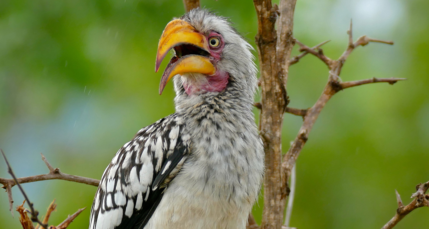 birdsouthern yellow-billed hornbill