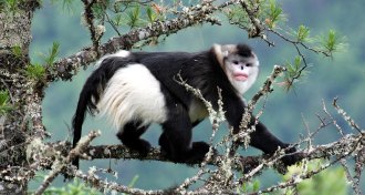 black snub-nosed monkey