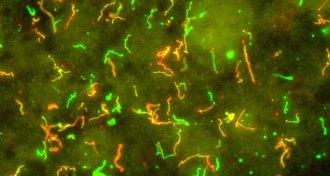 Borrelia burgdorferi