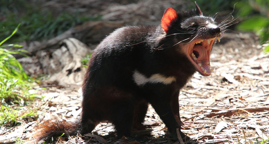 Tasmanian devil