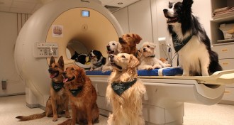 dogs with MRI machine