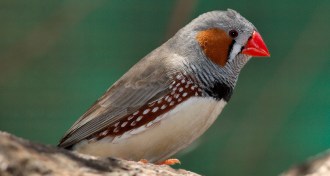 Zebra finches