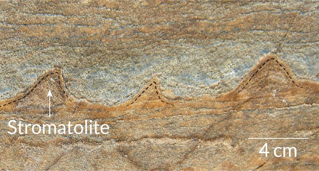 stromatolites
