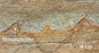 stromatolites