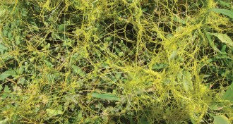Cuscuta reflexa