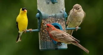 birds at birdfeeder