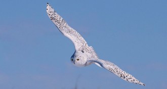 Snowy owl in flight