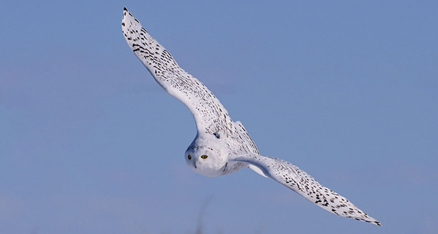 Snowy owl in flight