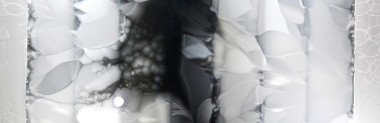 picture of bacteria on enormous petri dish