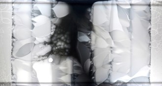 picture of bacteria on enormous petri dish