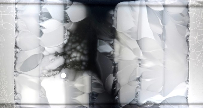 picture of bacteria on enormous petri dish