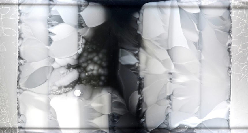 picture of bacteria on enormous petri dish