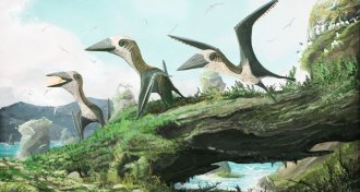 illustration of pterosaurs