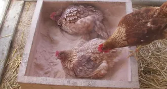 hen taking a dust bath