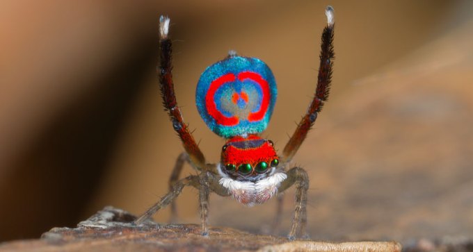 peacock spider