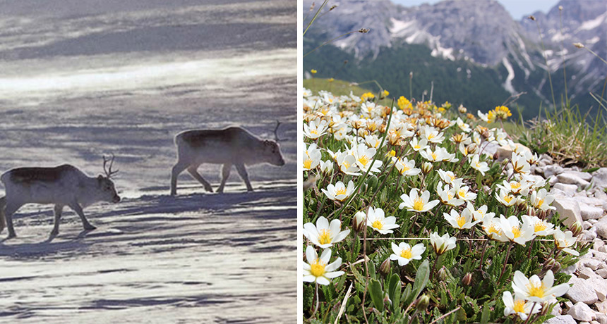 Shrinking sea ice threatens natural highways for caribou, plants