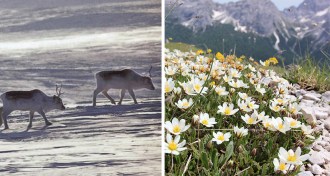 Left: Peary caribou; Right: mountain avens flowers