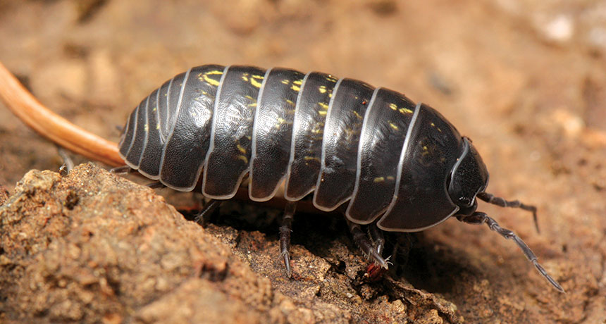 pillbug