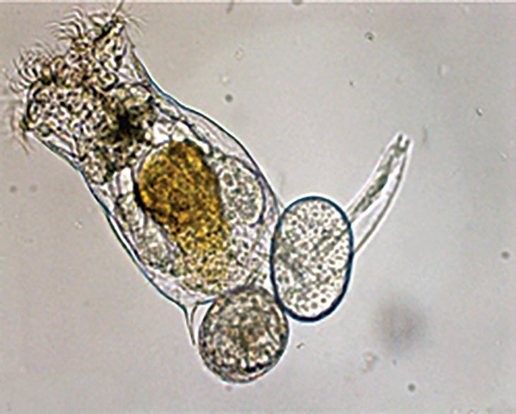 rotifer