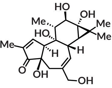 structure of the molecule phorbol