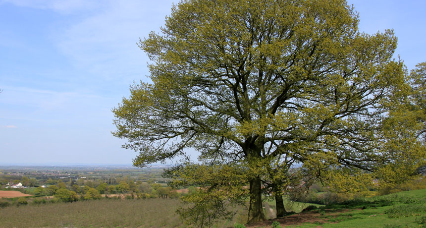 Oak tree