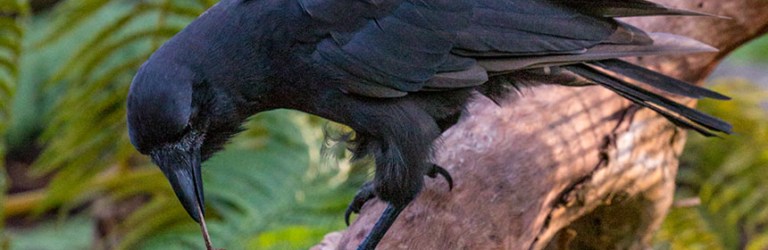 Hawaiian crow using stick to get treat