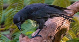Hawaiian crow using stick to get treat