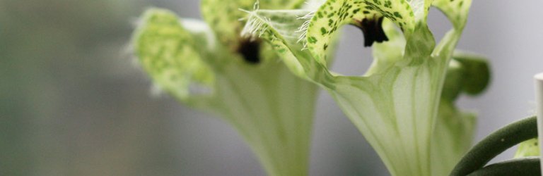 Ceropegia sandersonii