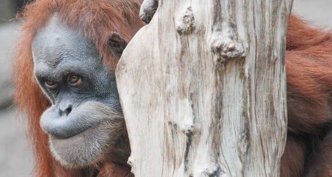 orangutan