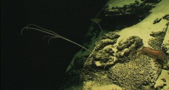 deep-sea environment