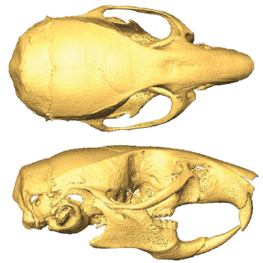 Mouse skull