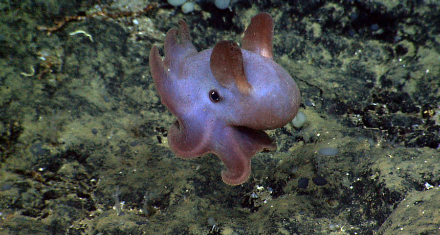 dumbo octopus