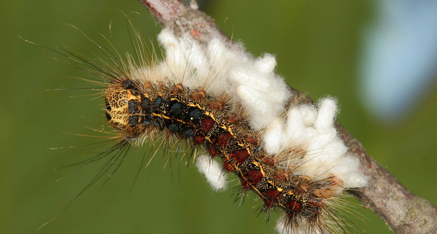 Caterpillar
