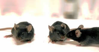 lab mice