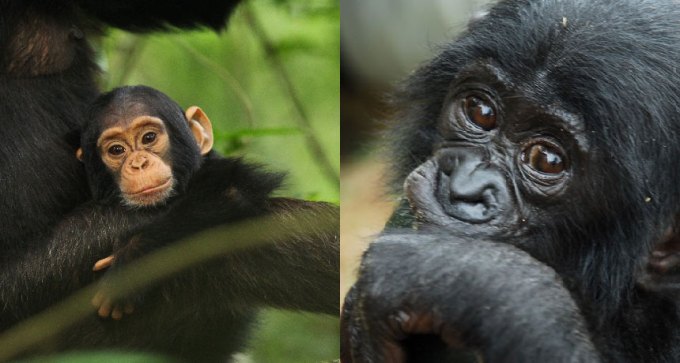 chimpanzee and bonobo