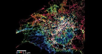 Endoplasmic reticulum