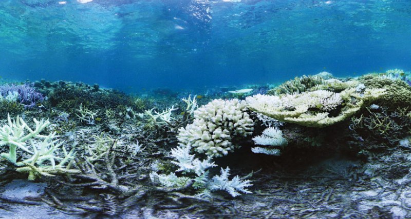Coral reef