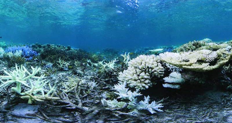 A coral fluoresces purple (left), perhaps as a sunscreen defense for colorless polyps, in a photo taken September 12 of a bleached reef near Okinawa, Japan